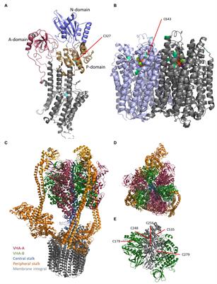 Plant Proton Pumps and Cytosolic pH-Homeostasis